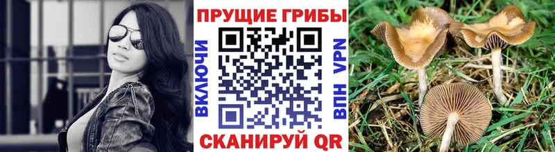 Псилоцибиновые грибы Psilocybine cubensis  Махачкала 
